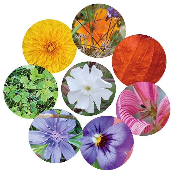 couleurs-dans-la-nature-cercleChasse aux couleurs : les fleurs de l’arc en ciel - Nouvelles Racines