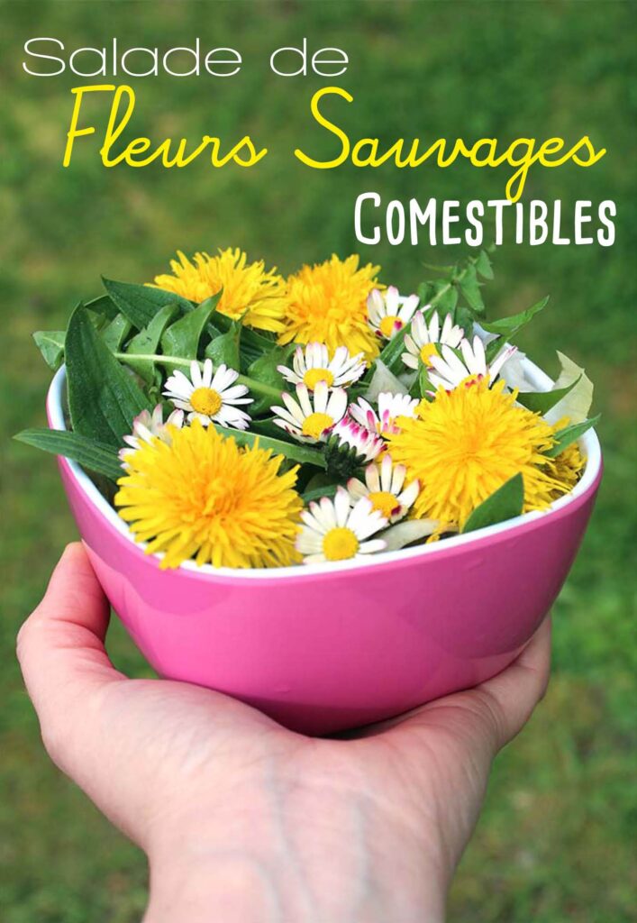 fleurs-comestiblesLa Salade de Fleurs Sauvages Comestibles - Nouvelles Racines