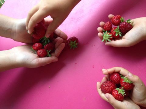 repartir fraisesRécolter et répartir des fraises - Nouvelles Racines