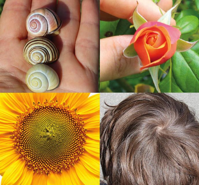 travail-spiral2La spirale - Nouvelles Racines